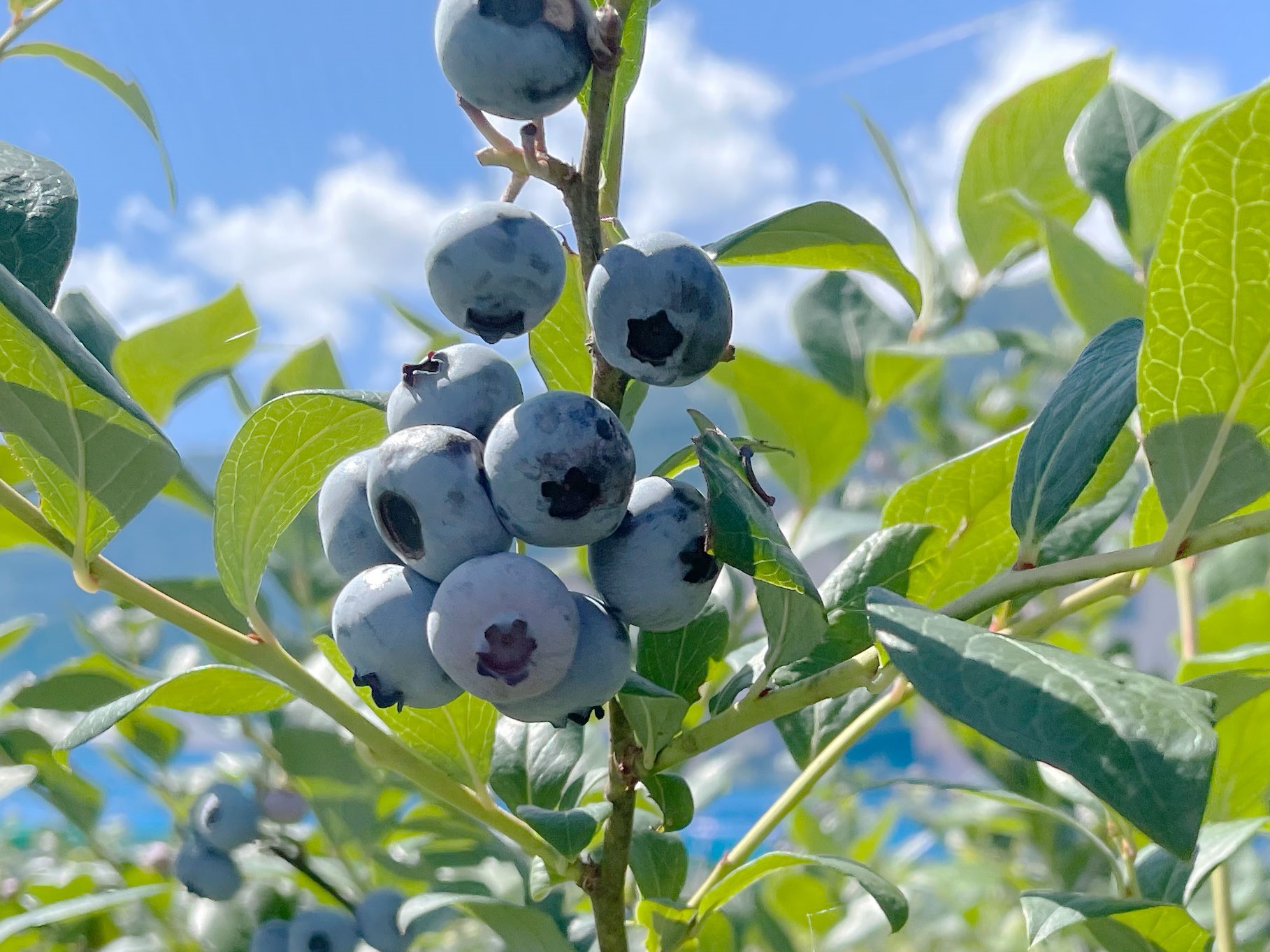 果樹、花卉、特別栽培、スマート農業