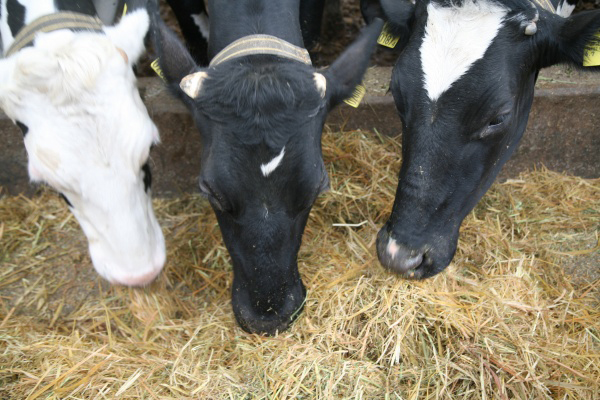 酪農、養鶏、畜農複合経営
