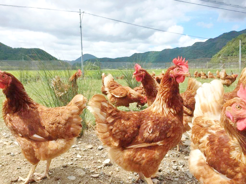 酪農、養鶏、畜農複合経営