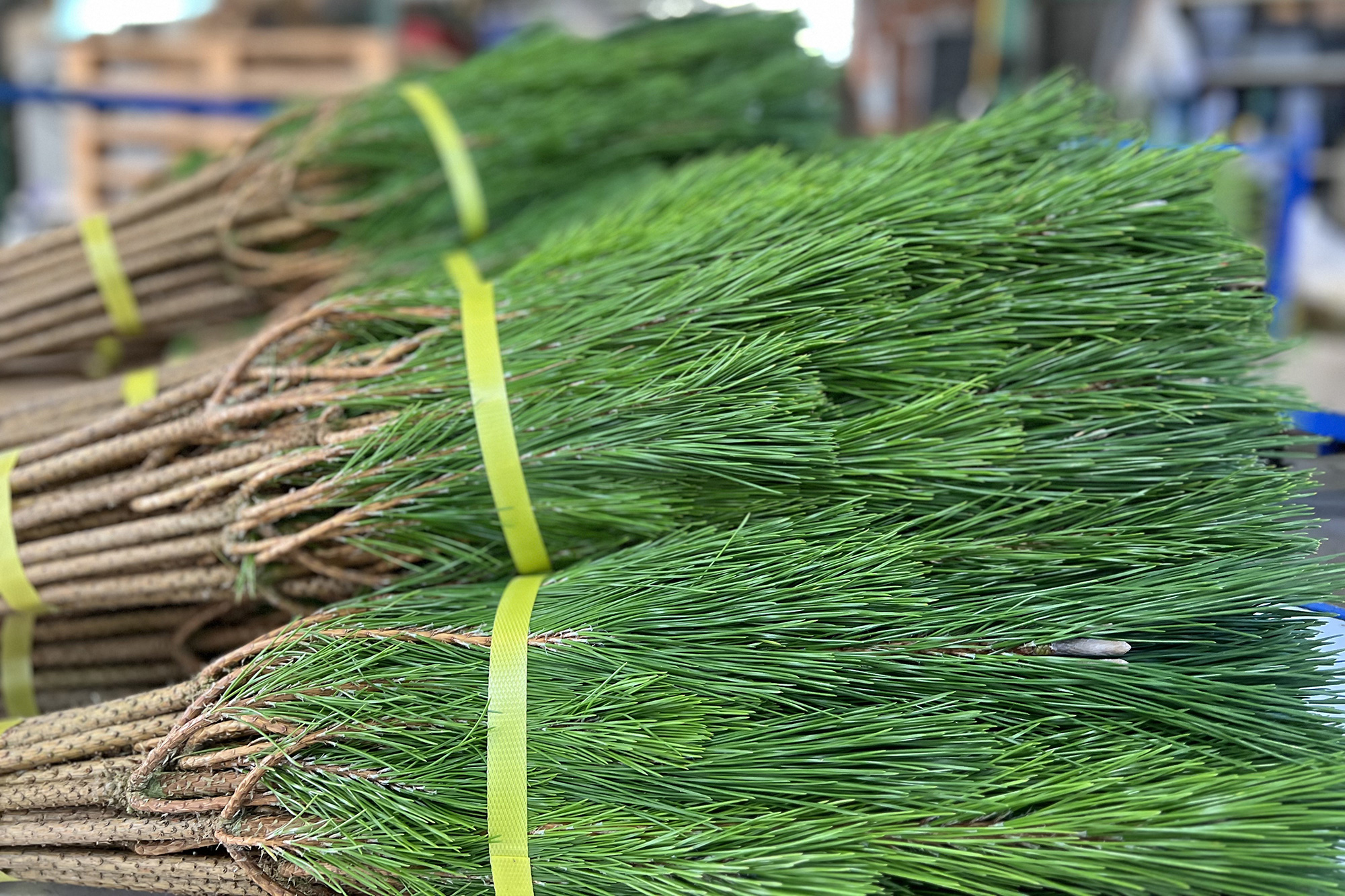 果樹、花卉、特別栽培、スマート農業